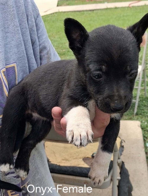 O Litter Onyx, an adoptable German Shepherd Dog in Chantilly, VA