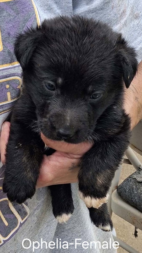 O Litter Ophelia, an adoptable German Shepherd Dog in Chantilly, VA