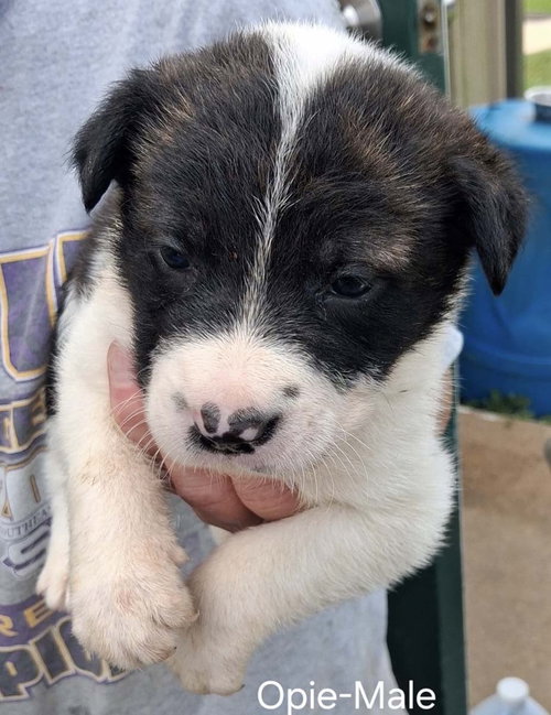O Litter Opie, an adoptable German Shepherd Dog in Chantilly, VA
