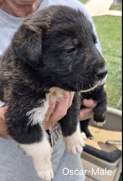O Litter Oscar, an adoptable German Shepherd Dog in Chantilly, VA
