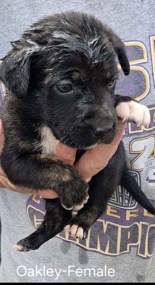 O Litter Oakley, an adoptable German Shepherd Dog in Chantilly, VA