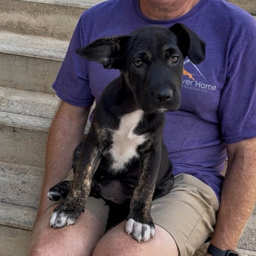 O Litter Oakley, an adoptable German Shepherd Dog in Chantilly, VA