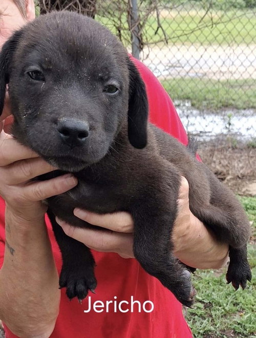 J Litter Jericho, an adoptable Labrador Retriever in Chantilly, VA