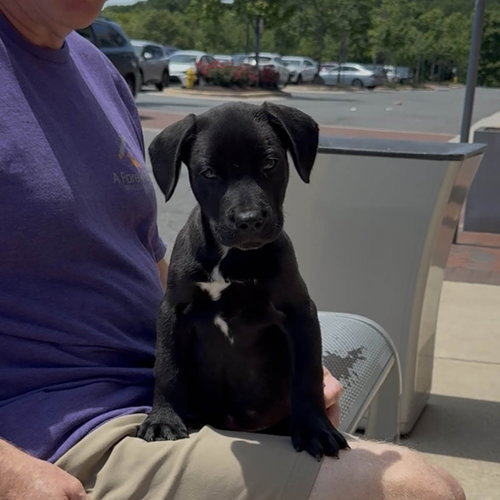 J Litter Jericho, an adoptable Labrador Retriever in Chantilly, VA