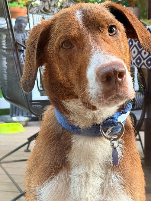 Copper, an adoptable Border Collie in Chantilly, VA