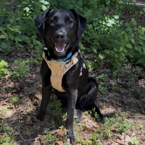 Moe-Moe, an adoptable Black Labrador Retriever in Chantilly, VA