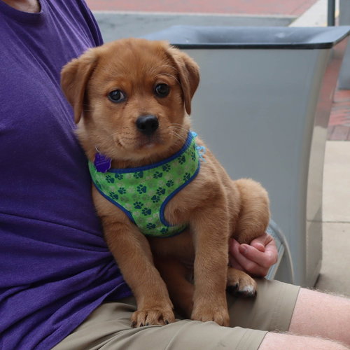 Honey, an adoptable Golden Retriever in Chantilly, VA