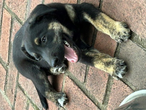 Lou's pup Bear