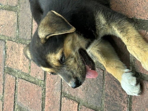 Lou's pup Moose