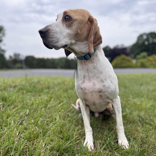 Ziggy, an adoptable Beagle in Chantilly, VA