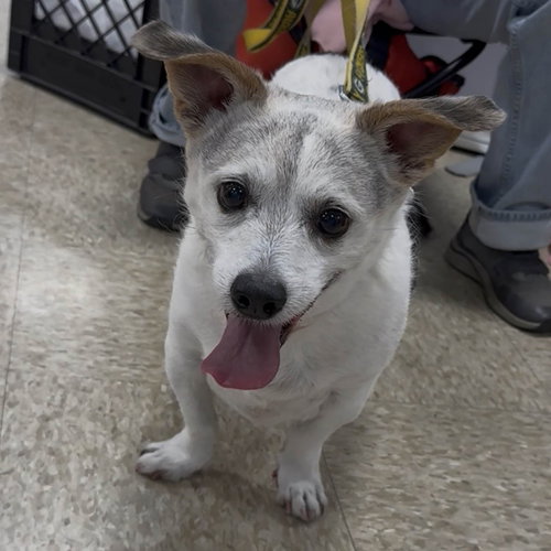 Penny'S Pup Parker/ Rooney photo 2