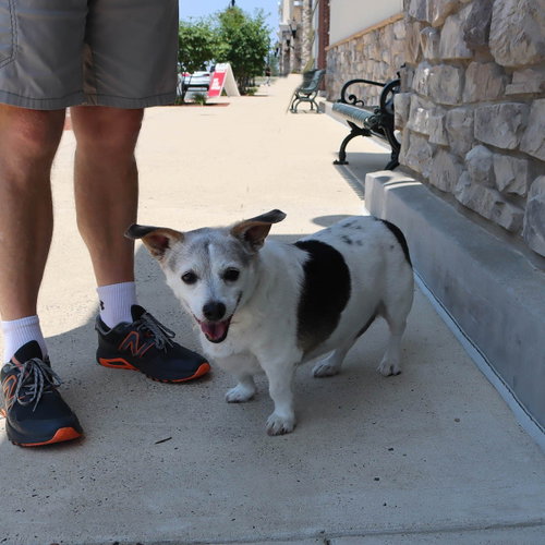 Penny'S Pup Parker/ Rooney photo 4