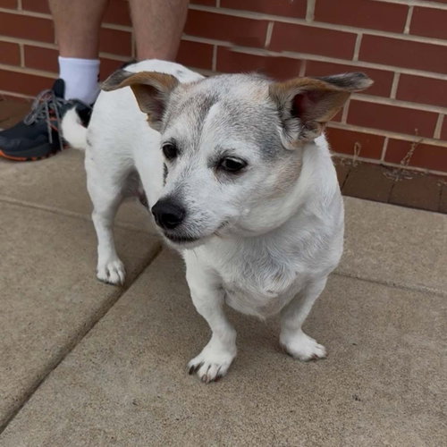 Penny's pup Parker/ Rooney, photo 5