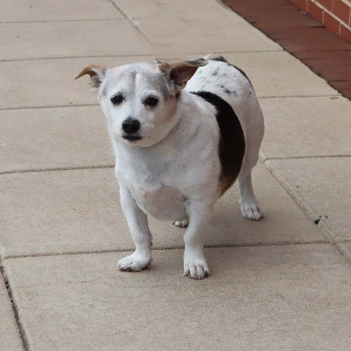 Penny's pup Parker/ Rooney, photo 6