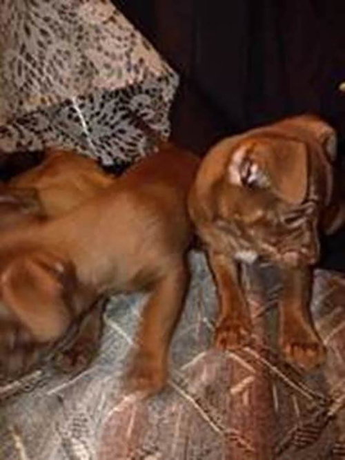 Four Chis 1, an adoptable Chihuahua in Chantilly, VA