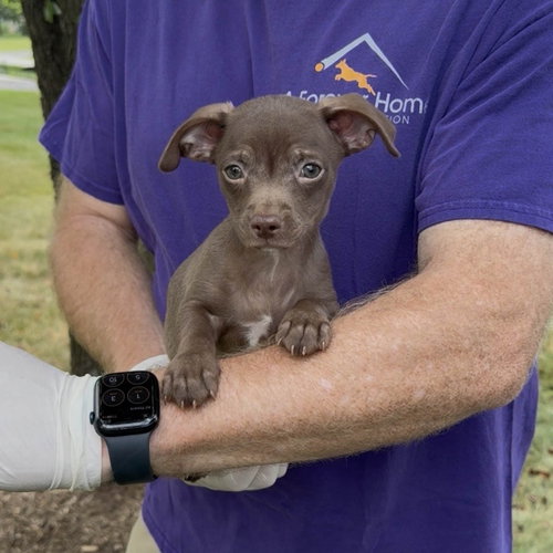 Little Rascal Spanky photo 2