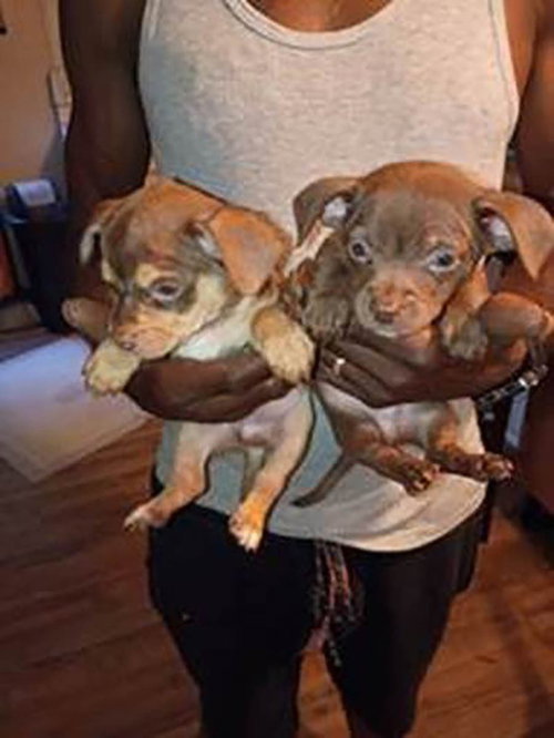 Four Chis 4, an adoptable Chihuahua in Chantilly, VA