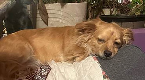 Sammy, an adoptable Chihuahua in Chantilly, VA