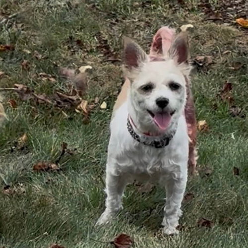 Lola photo 7