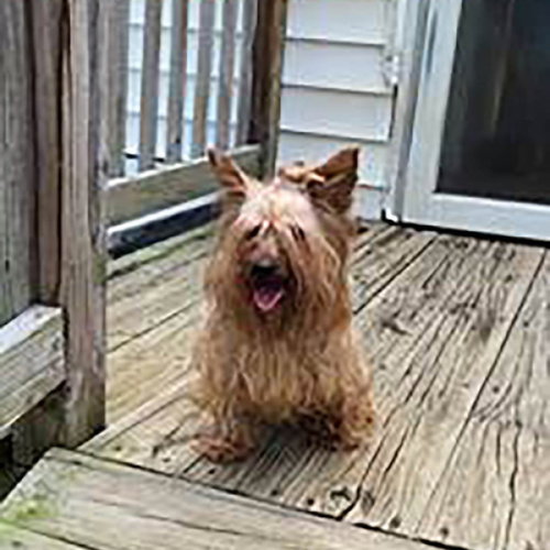 Gracie photo 4