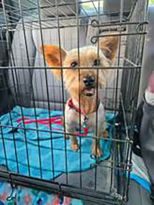 Gracie photo 5