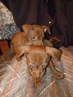 Four Chis 2, an adoptable Chihuahua in Chantilly, VA