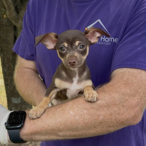 Little Rascal Darla photo 2