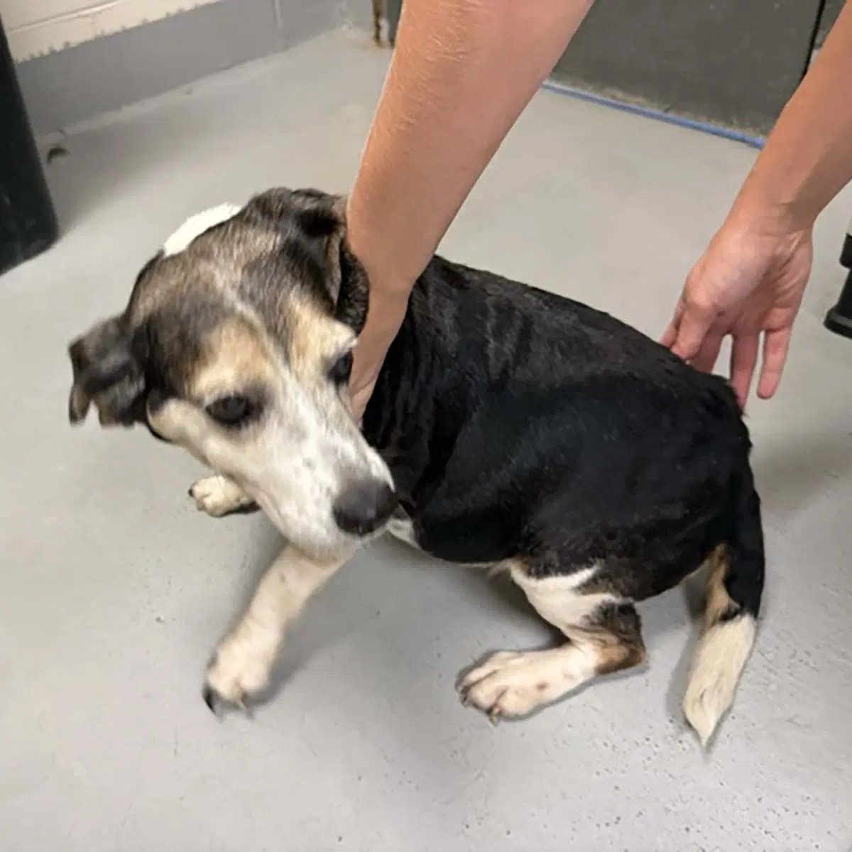 Annie image 2