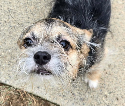 Gizmo photo 2