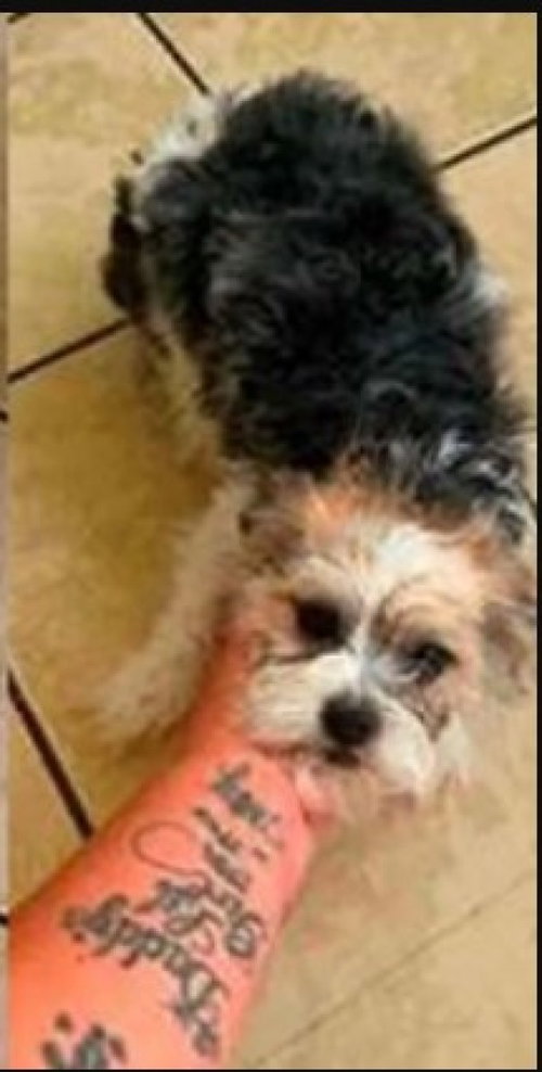 Gizmo photo 3