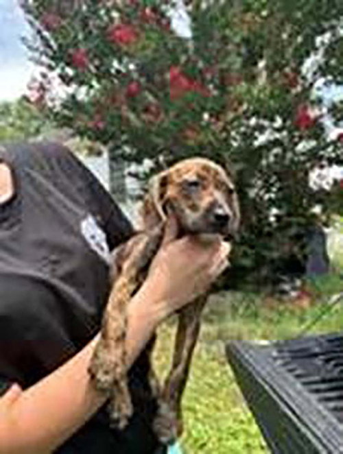 Five Beagle Pups 1