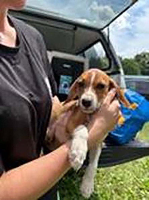Five Beagle Pups 2 photo 2