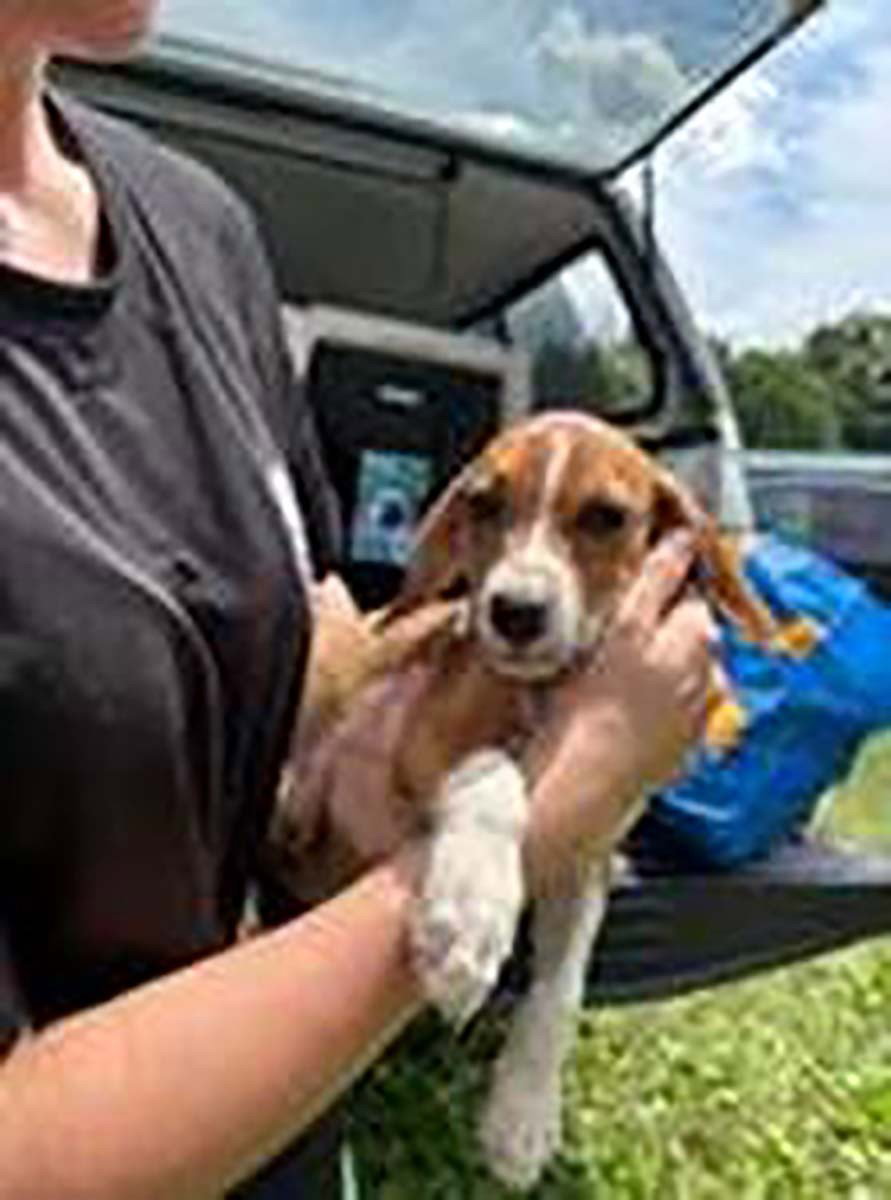 Five Beagle Pups 2