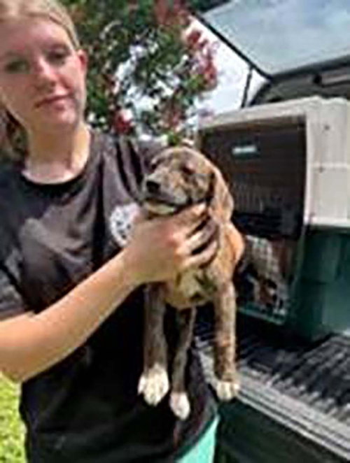 Five Beagle Pups 3