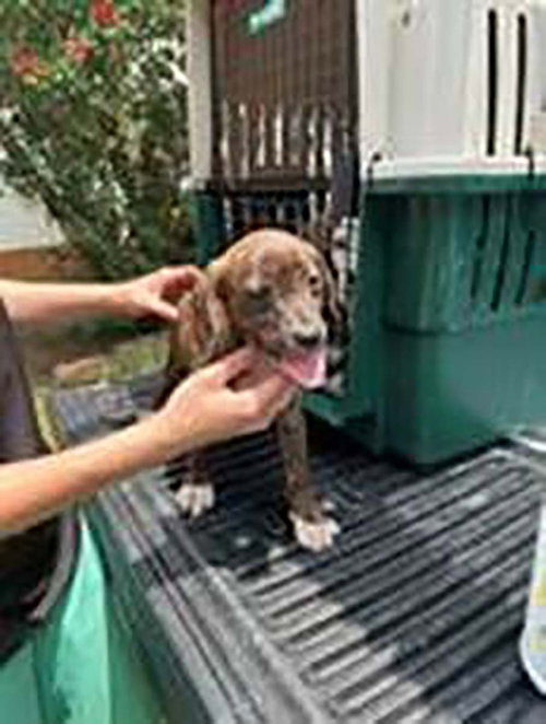 Five Beagle Pups 3 photo 2