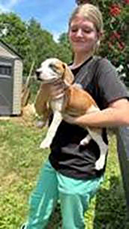 Five Beagle Pups 4