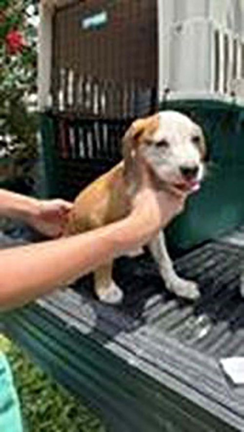 Five Beagle Pups 4 photo 2