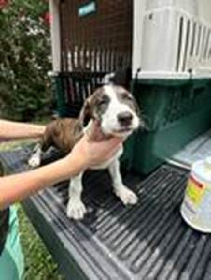 Five Beagle Pups 5