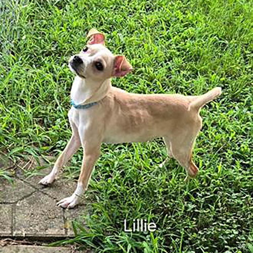 Little Lillie photo 2