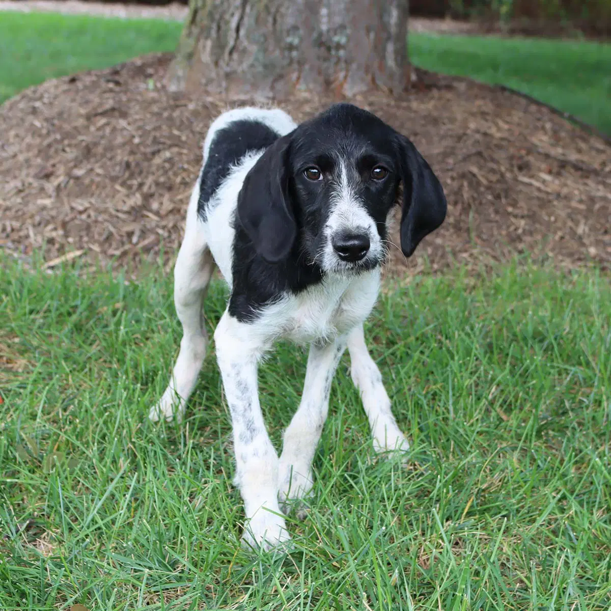 Wirehaired Terrier Lucy image 3