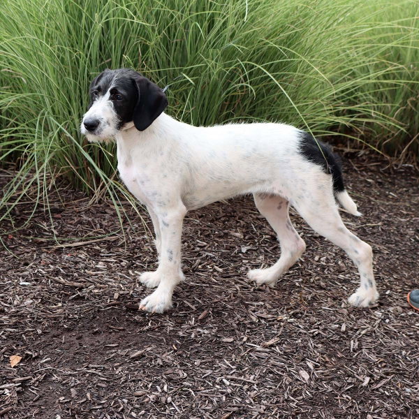 Wirehaired Terrier Luna