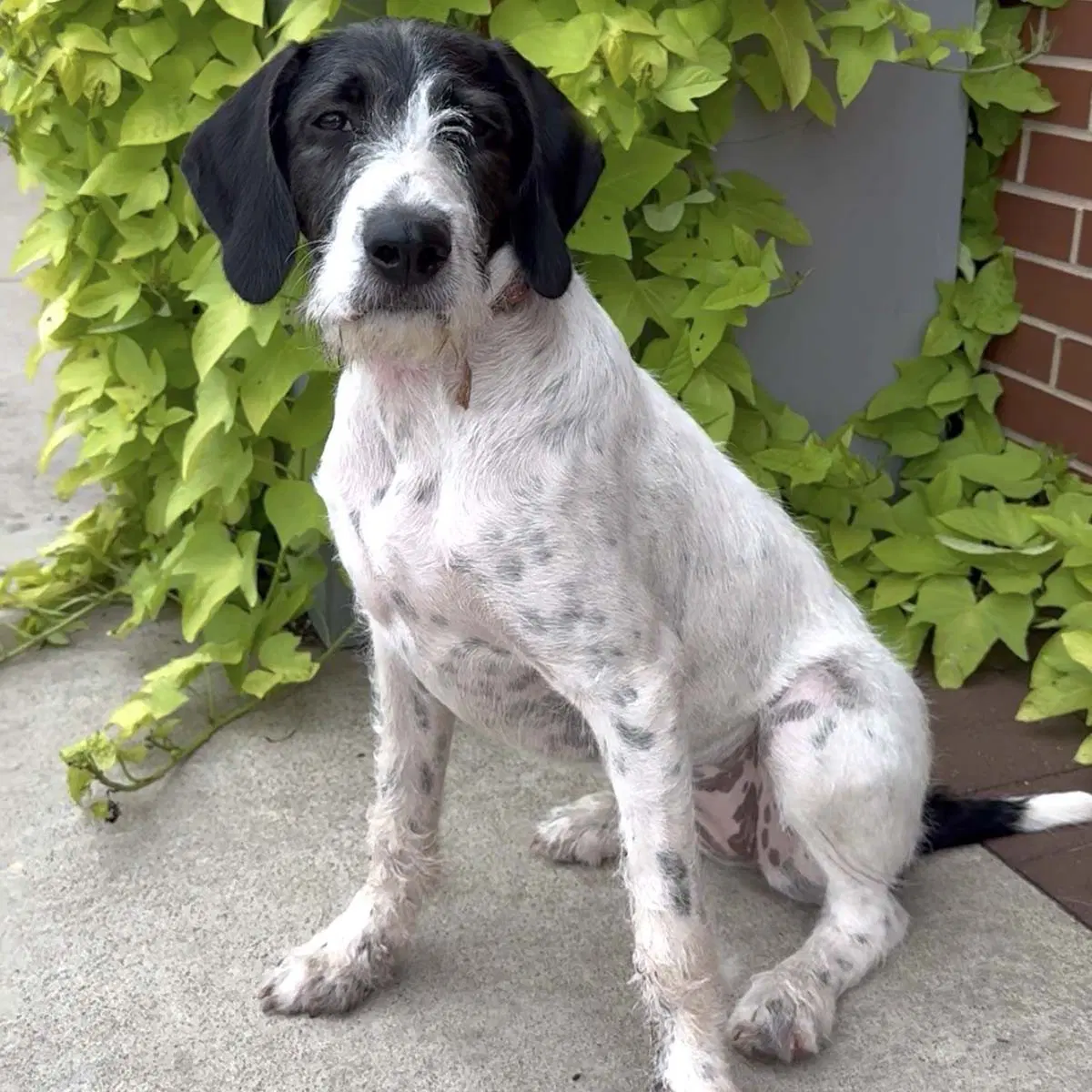 Wirehaired Terrier Luna image 2