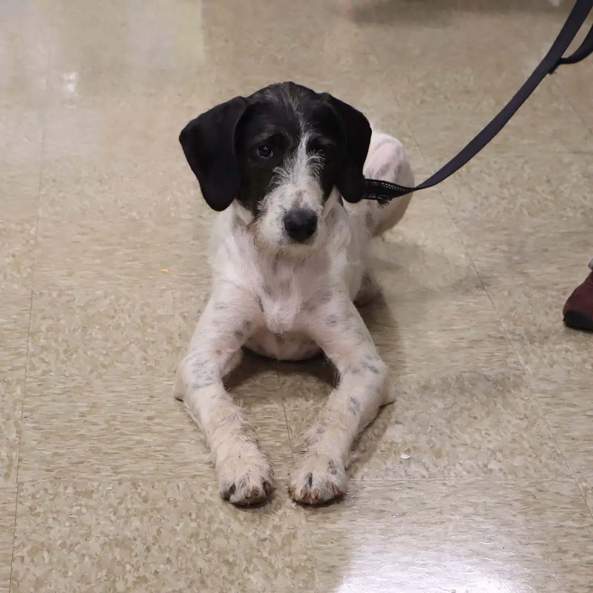 Wirehaired Terrier Luna image 3