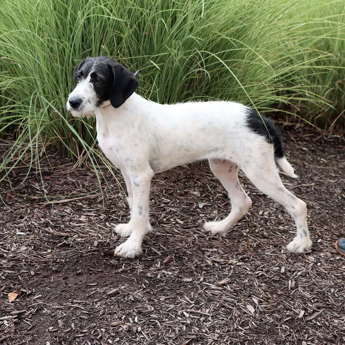 Wirehaired Terrier Luna image 4
