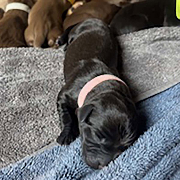 Princess Pup Aurora