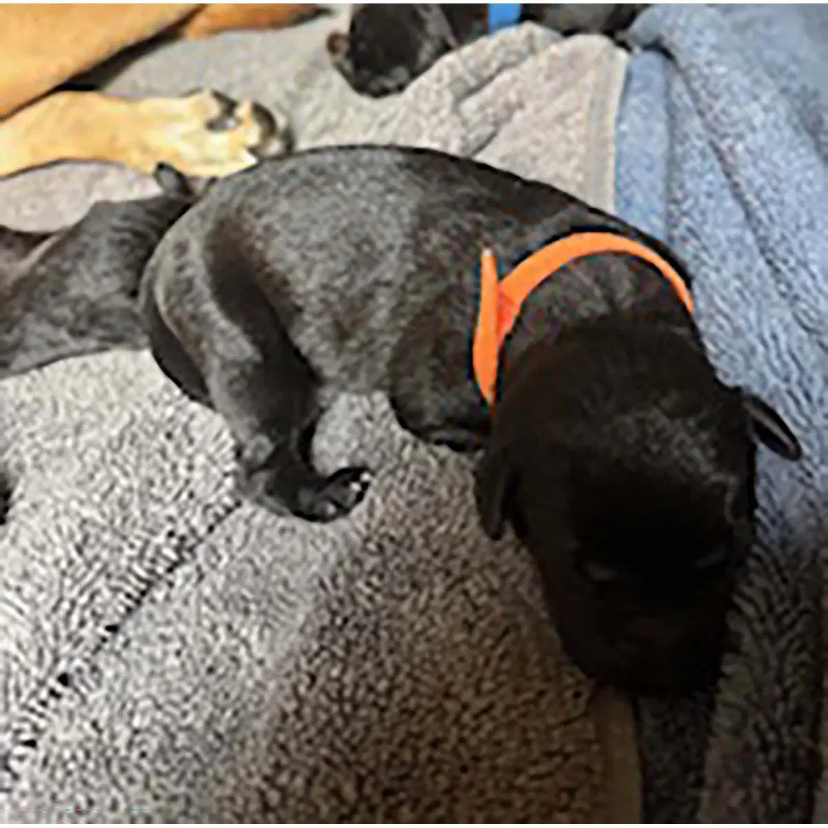 Princess Pup Kristoff - Labrador Mix