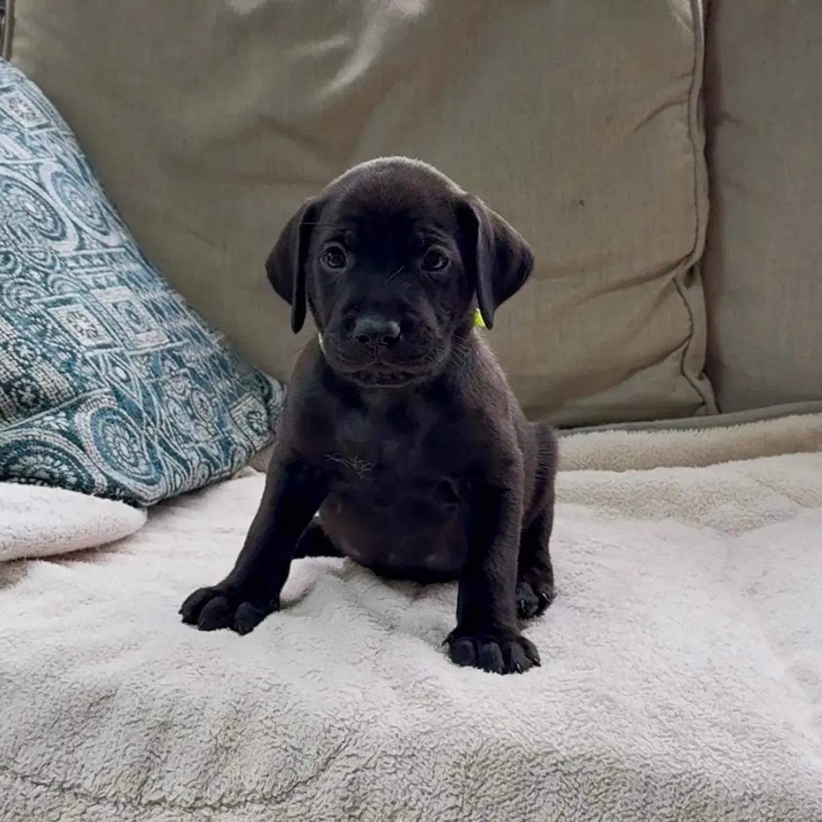Princess Pup Naveen - Labrador Retriever