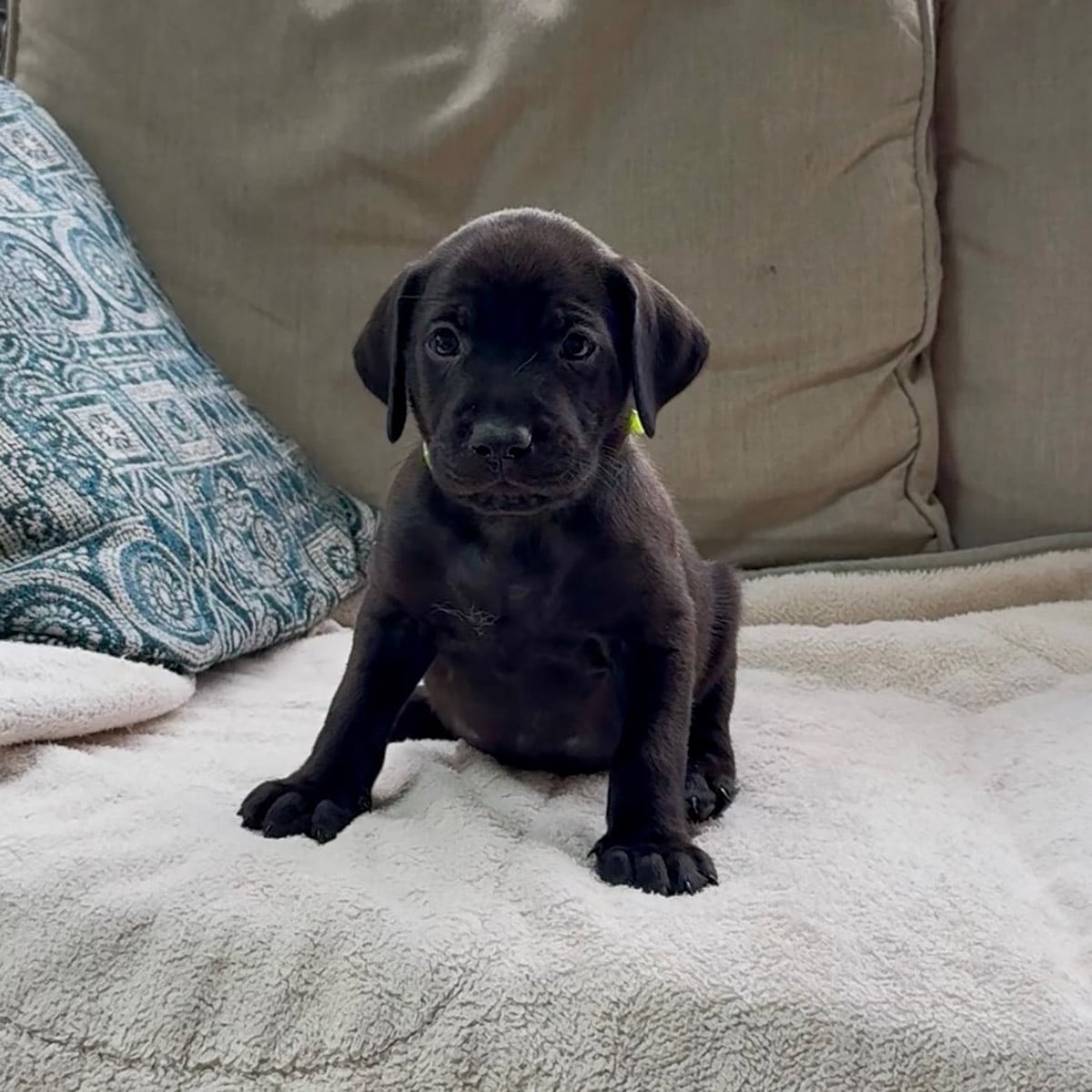 Princess Pup Naveen