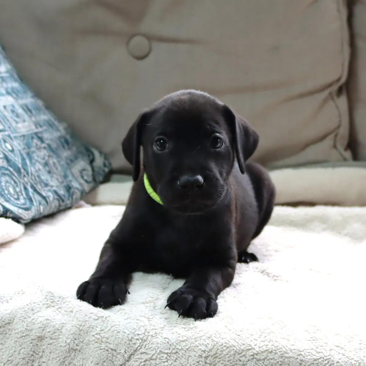 Princess Pup Naveen image 2