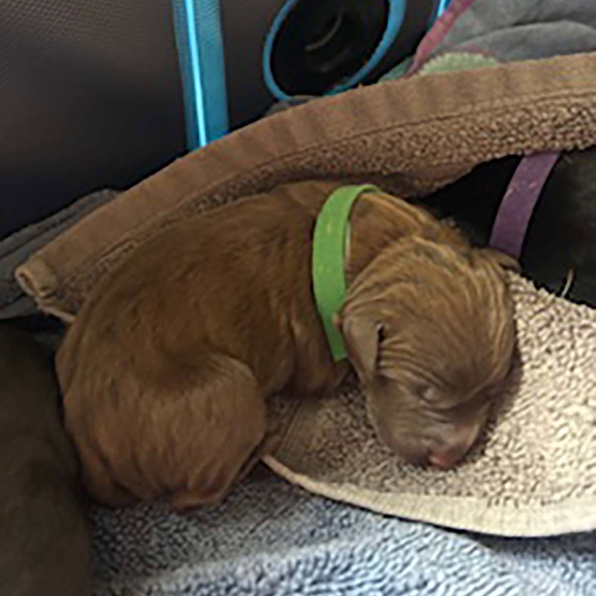 Princess Pup Tiana, dog